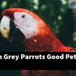 Are African Grey Parrots Good Pets?