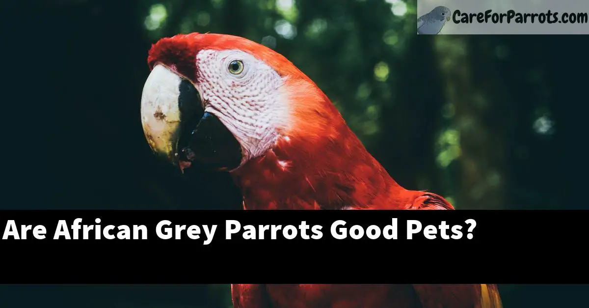 Are African Grey Parrots Good Pets?