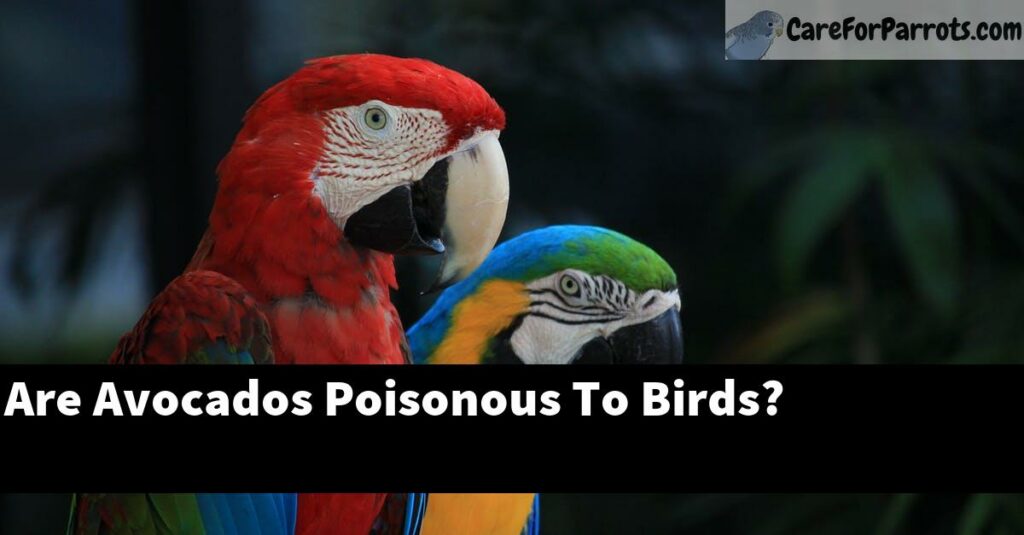 Are Avocados Poisonous To Birds? Care For Parrots