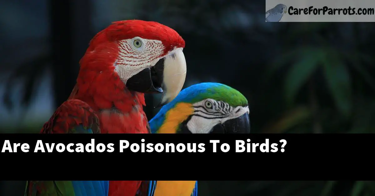 Are Avocados Poisonous To Birds?