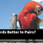 Are Lovebirds Better In Pairs?
