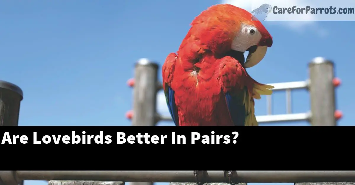 Are Lovebirds Better In Pairs?