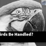 Can Lovebirds Be Handled?