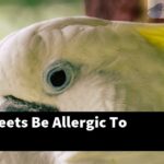 Can Parakeets Be Allergic To People?