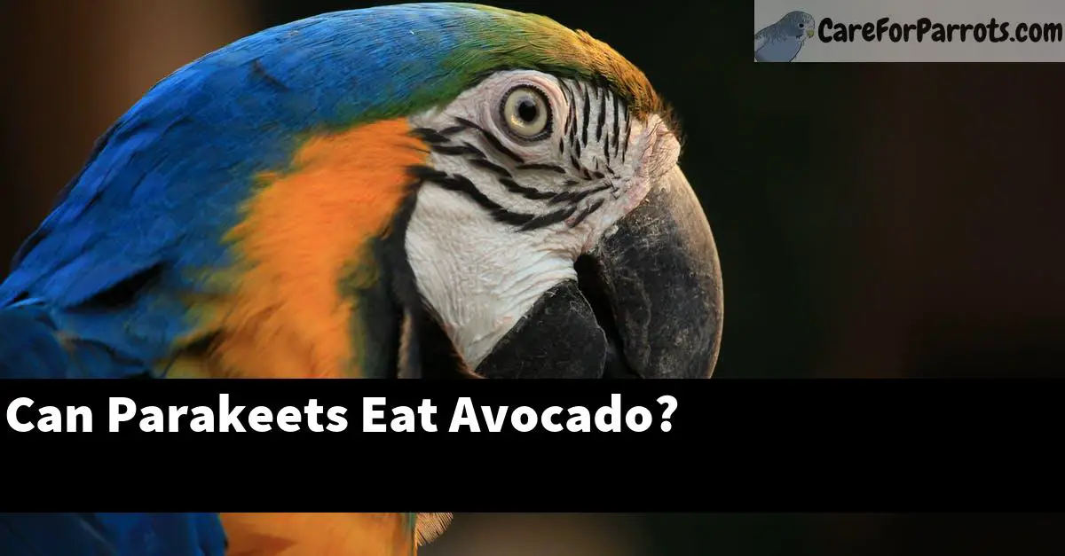 Can Parakeets Eat Avocado? - Care For Parrots