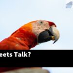 Can Parakeets Talk?