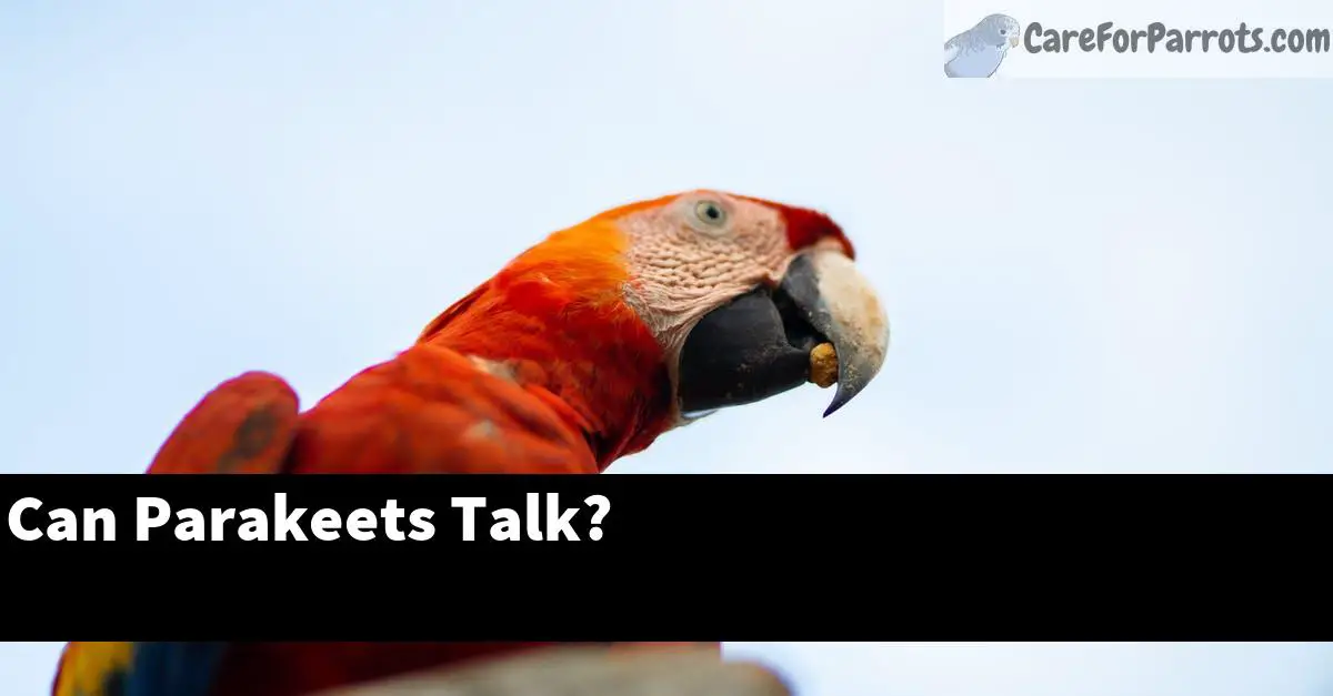 Can Parakeets Talk?