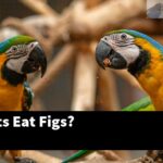 Can Parrots Eat Figs?