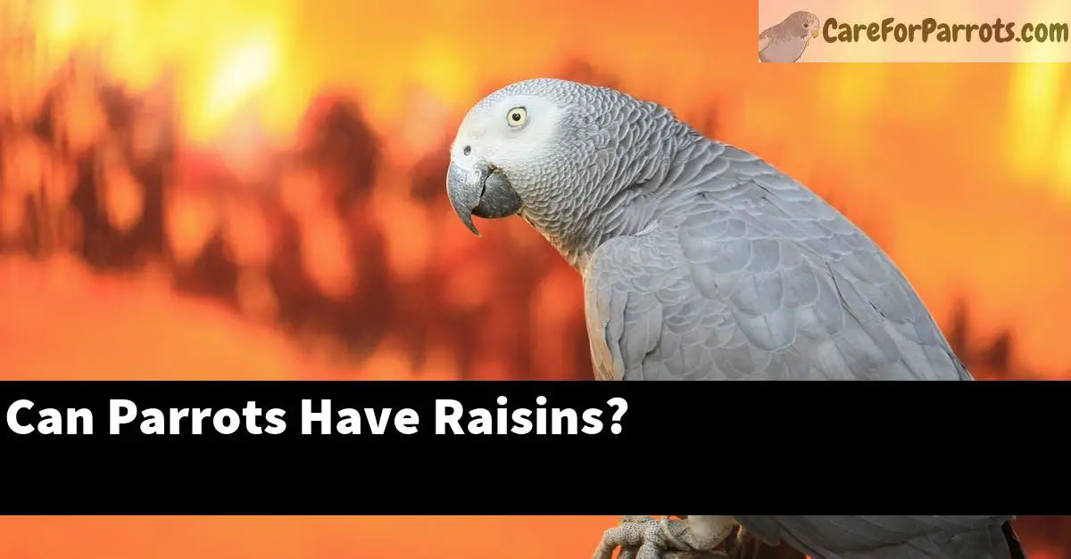 Can Parrots Have Raisins?