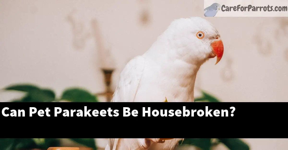 Can Pet Parakeets Be Housebroken?