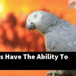 Do All Birds Have The Ability To Talk?