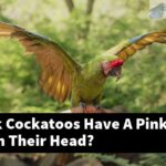 Do All Pink Cockatoos Have A Pink Feather On Their Head?