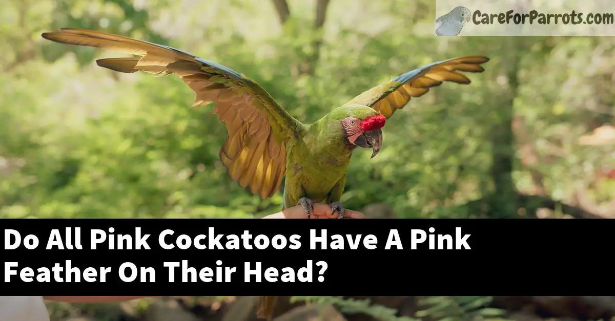 Do All Pink Cockatoos Have A Pink Feather On Their Head?