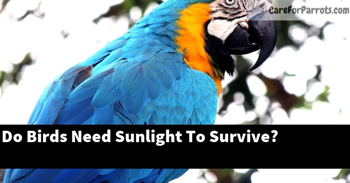 Do Birds Need Sunlight To Survive?