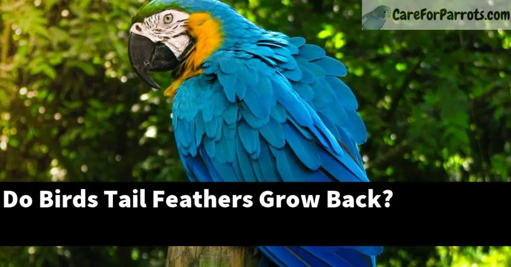 Do Birds Tail Feathers Grow Back? Care For Parrots