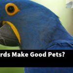 Do Love Birds Make Good Pets?