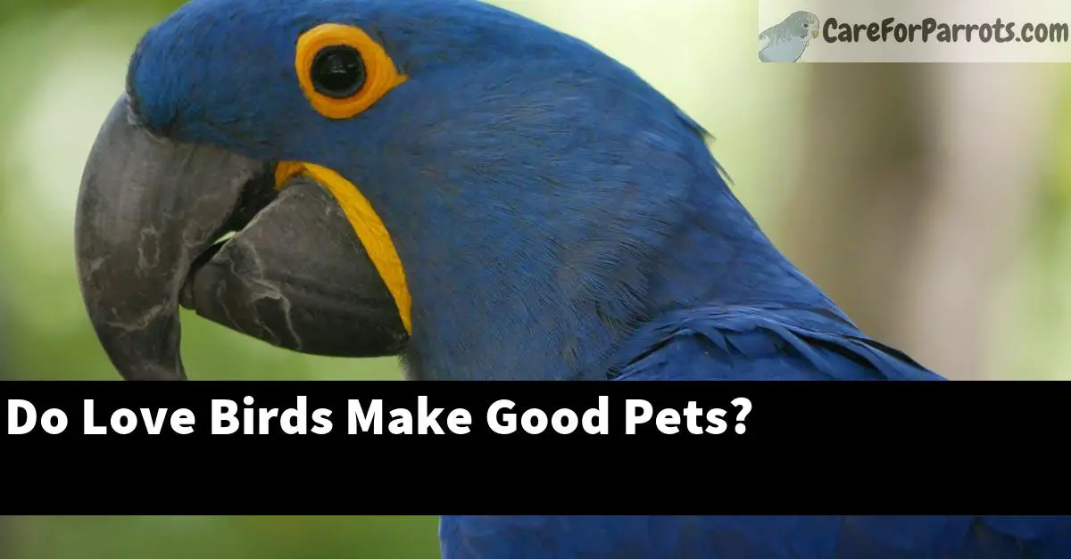 Do Love Birds Make Good Pets?