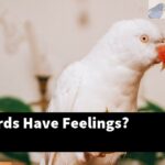 Do Lovebirds Have Feelings?