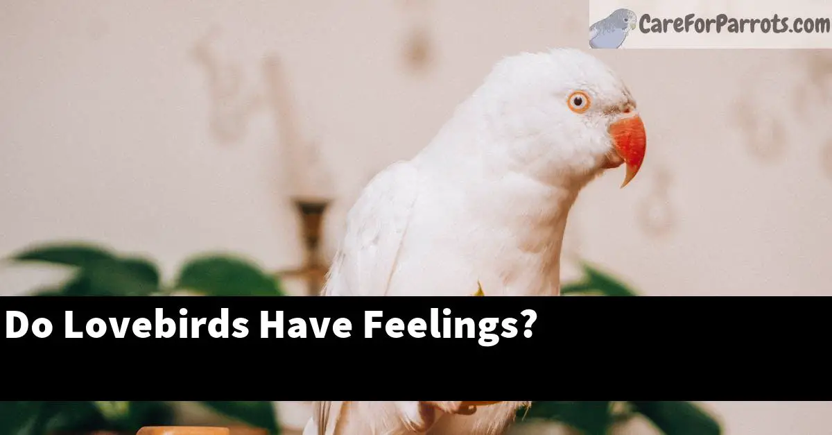 Do Lovebirds Have Feelings?