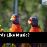 Do Lovebirds Like Music?