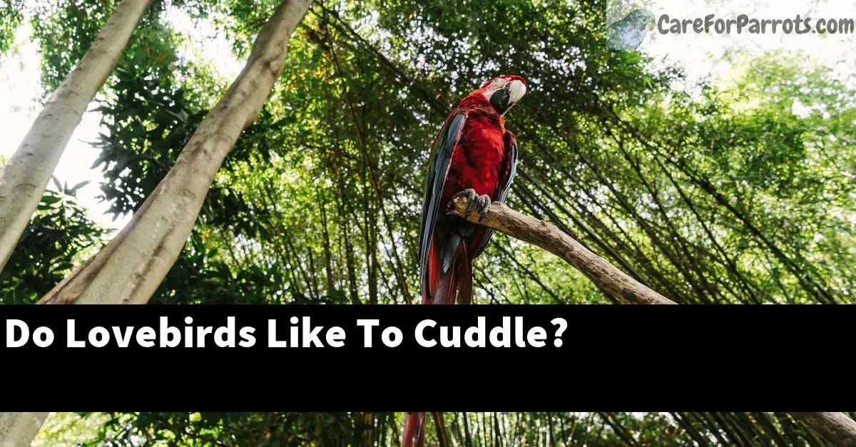 Do Lovebirds Like To Cuddle?
