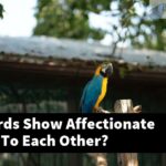 Do Lovebirds Show Affectionate Behaviors To Each Other?