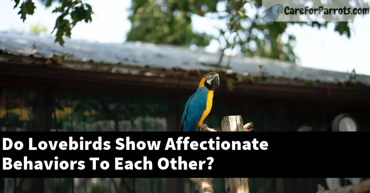 Do Lovebirds Show Affectionate Behaviors To Each Other?
