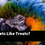 Do Parakeets Like Treats?
