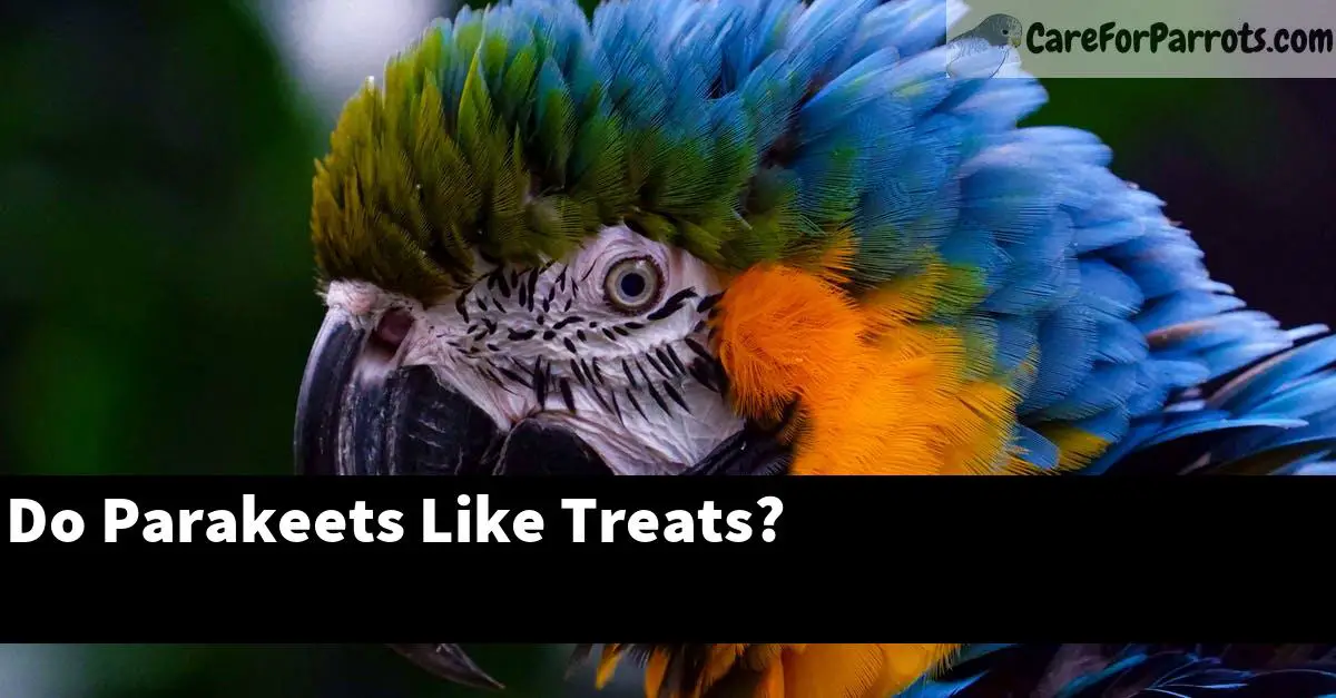 Do Parakeets Like Treats?