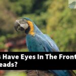 Do Parrots Have Eyes In The Front Of Their Heads?