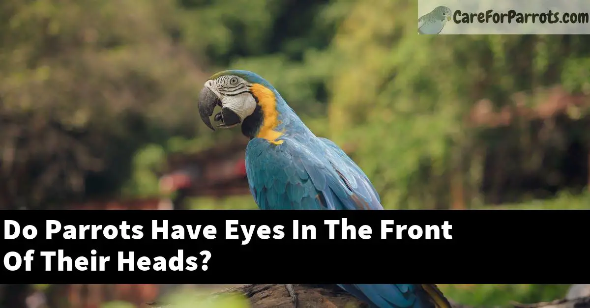 Do Parrots Have Eyes In The Front Of Their Heads?
