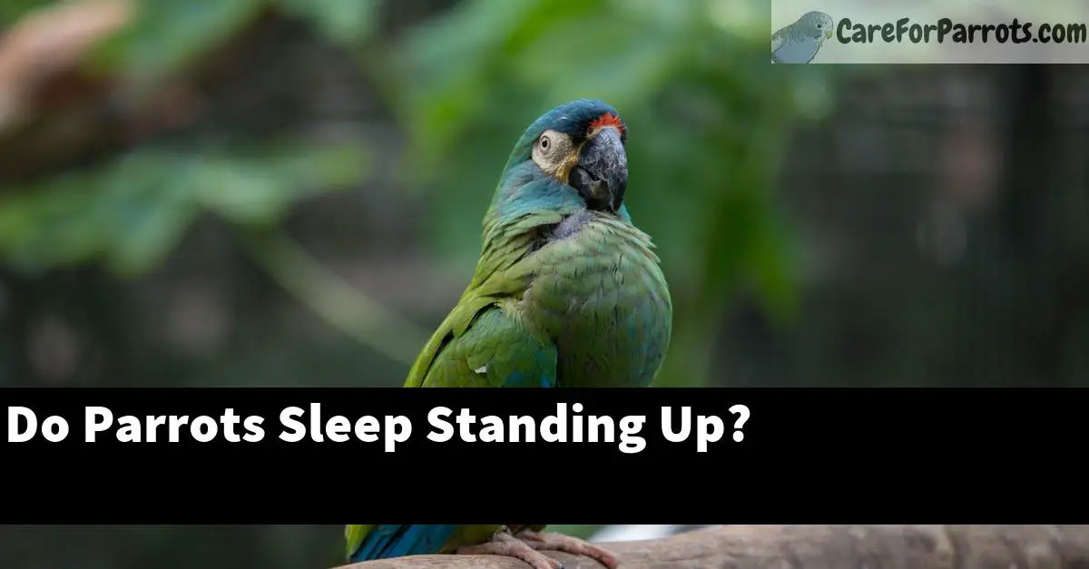 Do Parrots Sleep Standing Up? - Care For Parrots