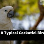 How Big Is A Typical Cockatiel Bird Cage?