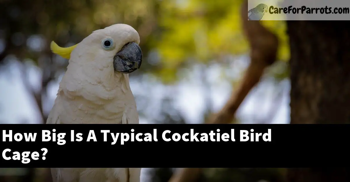 How Big Is A Typical Cockatiel Bird Cage?