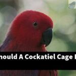 How Big Should A Cockatiel Cage Be?
