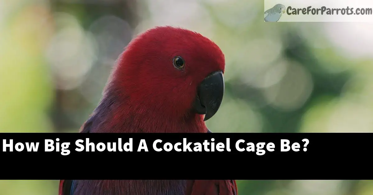 How Big Should A Cockatiel Cage Be?