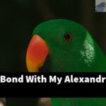 How Can I Bond With My Alexandrine?