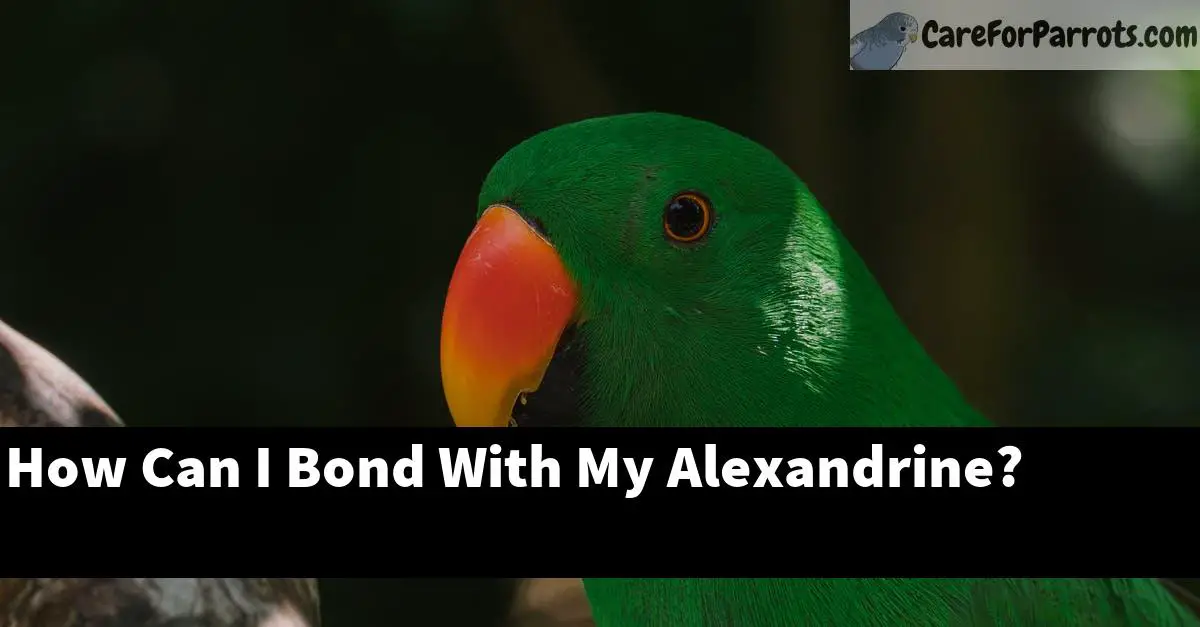 How Can I Bond With My Alexandrine?