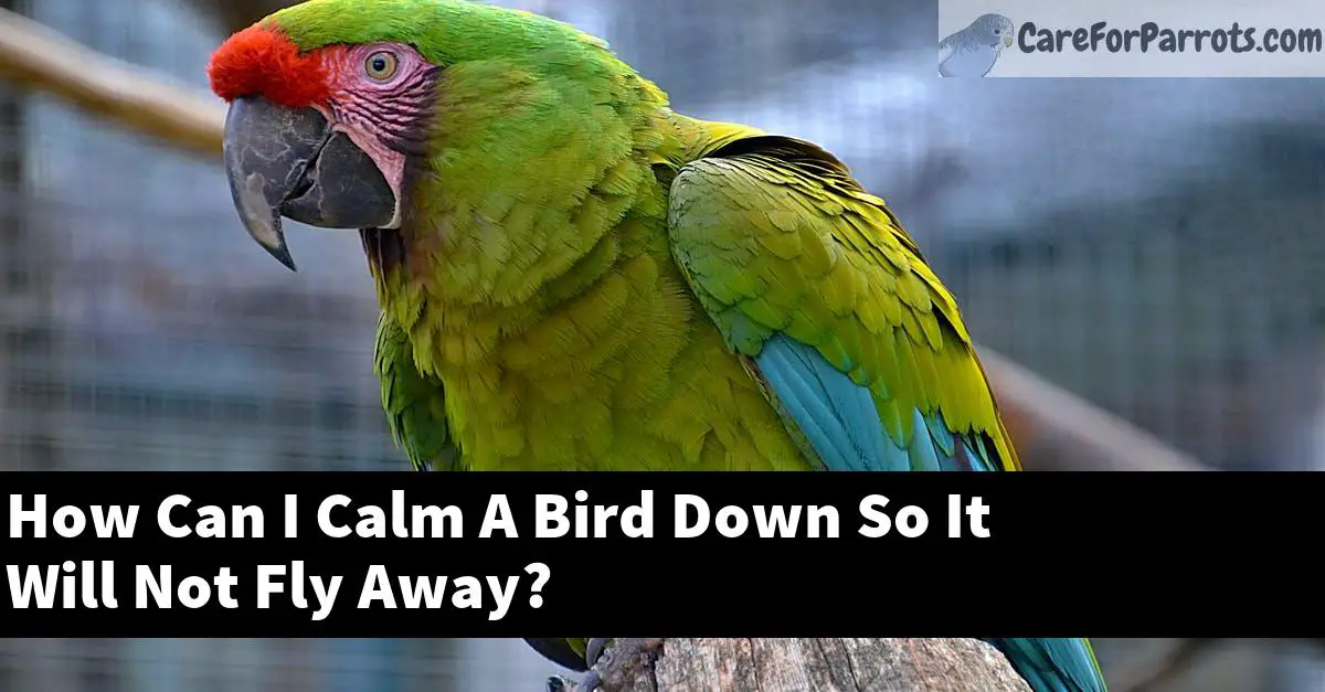 How Can I Calm A Bird Down So It Will Not Fly Away?