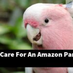 How Can I Care For An Amazon Parrot Egg?