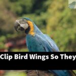 How Can I Clip Bird Wings So They Can'T Fly?