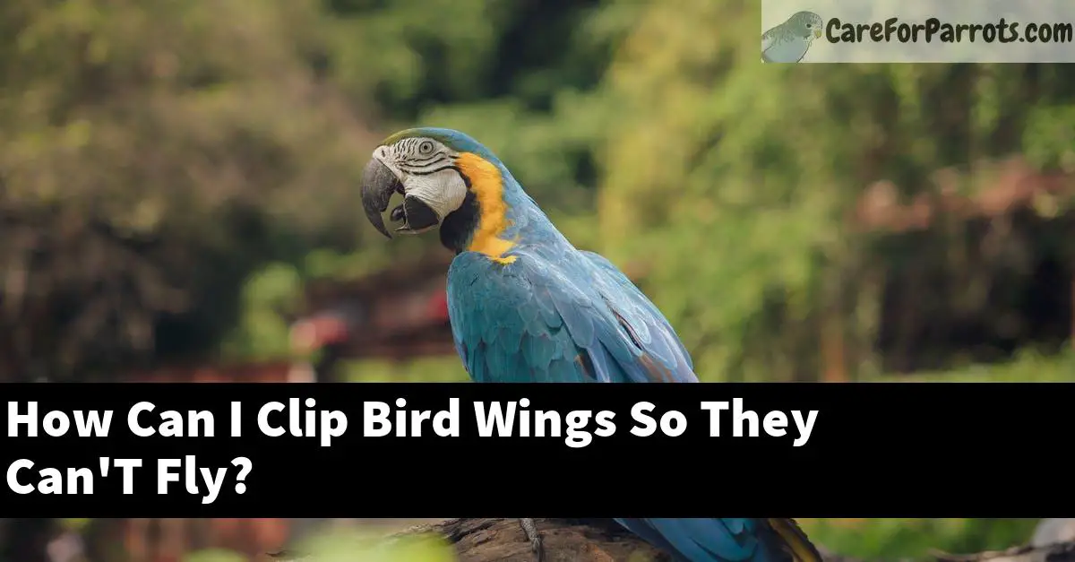 How Can I Clip Bird Wings So They Can'T Fly?