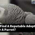 How Can I Find A Reputable Adoption Agency For A Parrot?