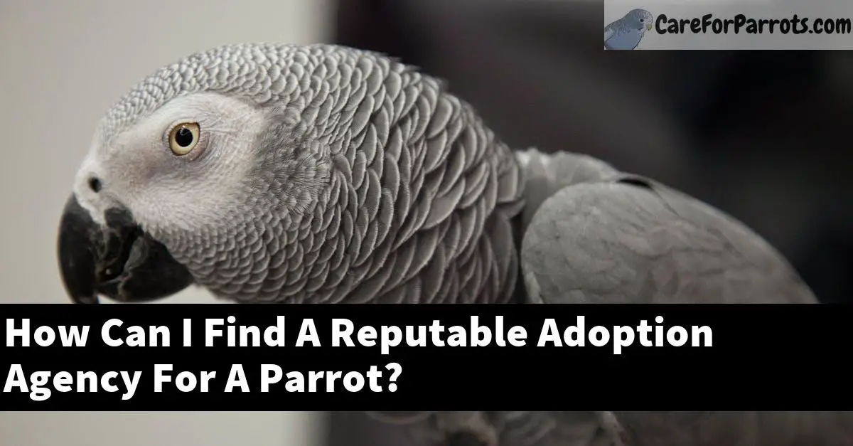 How Can I Find A Reputable Adoption Agency For A Parrot?