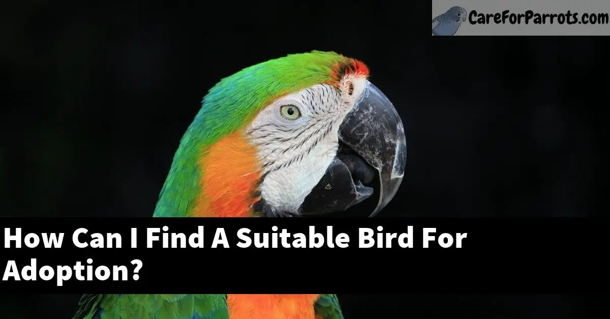 How Can I Find A Suitable Bird For Adoption?