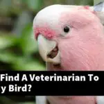 How Can I Find A Veterinarian To Care For My Bird?