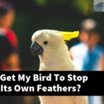 How Can I Get My Bird To Stop Picking At Its Own Feathers?