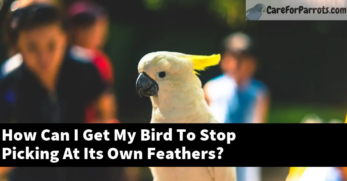 How Can I Get My Bird To Stop Picking At Its Own Feathers?