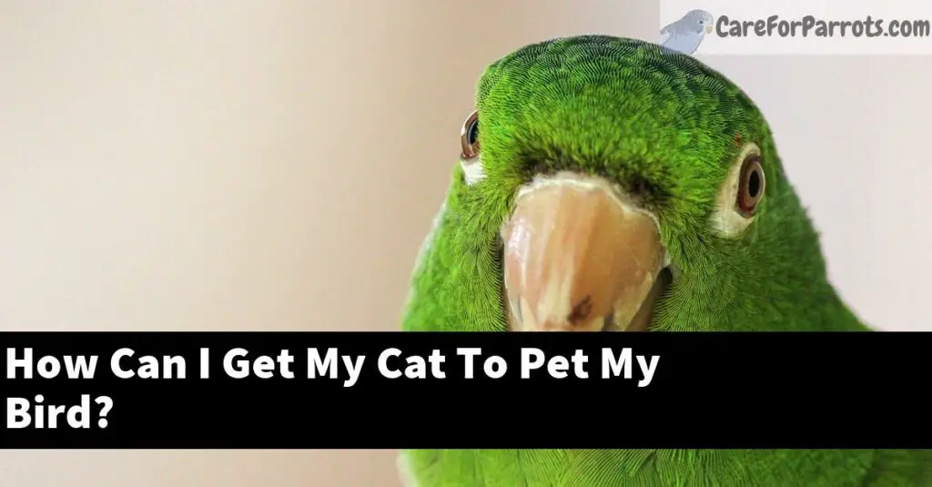 How Can I Get My Cat To Pet My Bird? Care For Parrots