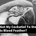 How Can I Get My Cockatiel To Stop Breaking Its Blood Feather?